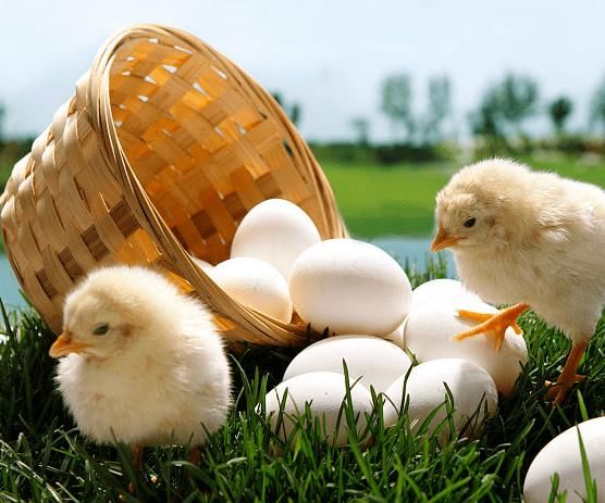  不安|今日养生方 | 失眠烦躁、低落不安？来碗木耳苦瓜咸蛋滚鸡心汤！