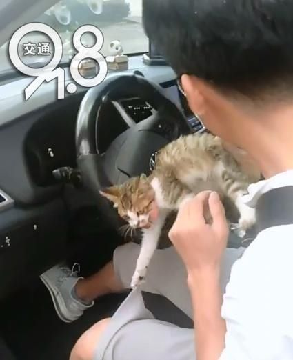  小车|一小车高速狂飙，打开车门后惊了：脚边露出一双眼睛