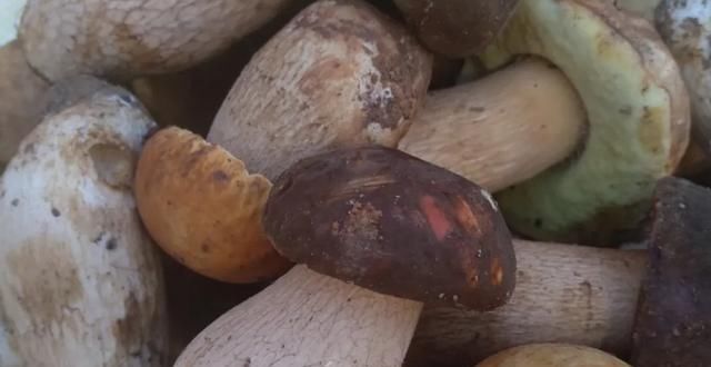  中毒|这些蘑菇，你认识吗？虽然味美，但也会中毒，食用时要小心辨别