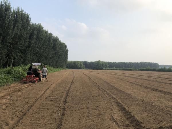  全省|全省首个河南大学挂牌藜麦实验基地圆满完成试种任务