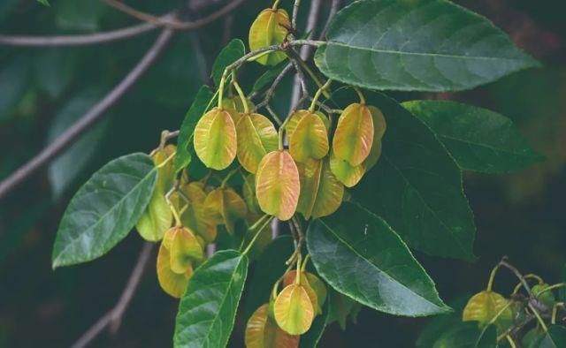 生长|云之南，一个生生不息、万物生长的地方