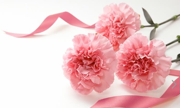  意外|心理测试：选一朵最漂亮的康乃馨，测你最近有没有意外之喜到来？