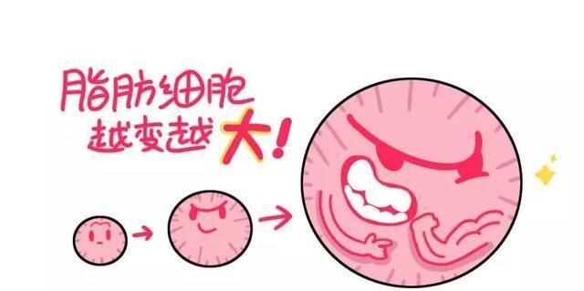  吃多|肉肉是怎么来的？怎么减掉的？｜能看懂的人都瘦了……