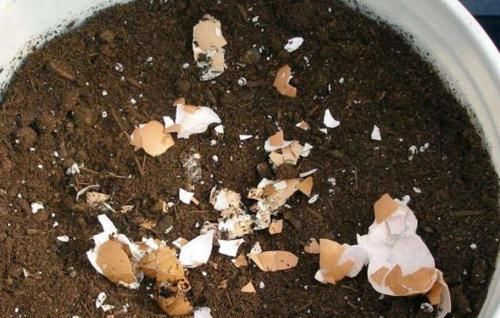 营养物质|鸡蛋壳没用、要扔掉?洗洗、晒晒、磨碎,养花'高钙肥'有了