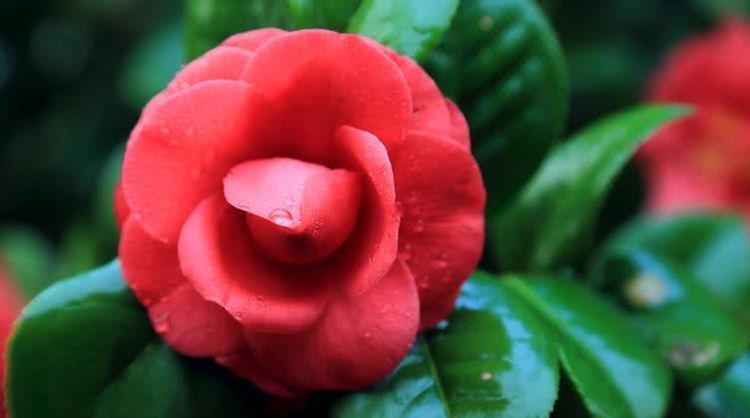  喜鹊|8月开始喜鹊叫喳喳，发财享富贵，有钱日子闲的四大属相