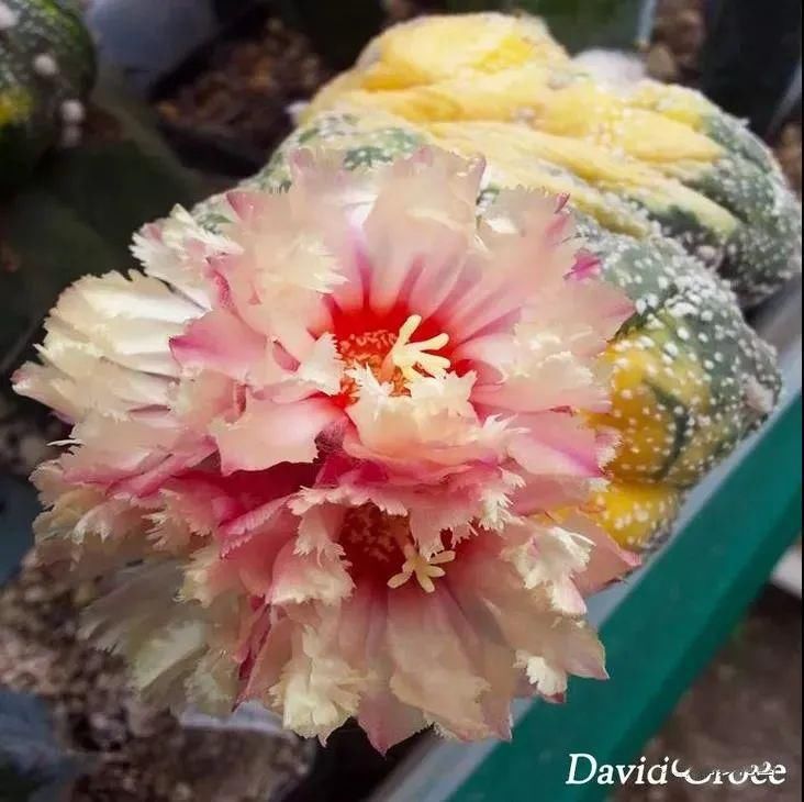  人养|每个人养肉人都应该学会鉴赏“兜”