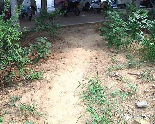 绿化|大妈放羊啃食绿化植被带心安理得:反正都是要割的