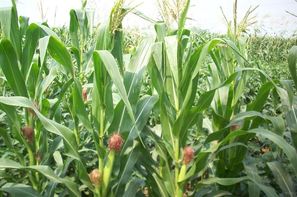  花粉分化|如何给玉米授粉？什么时候给玉米授粉最好？