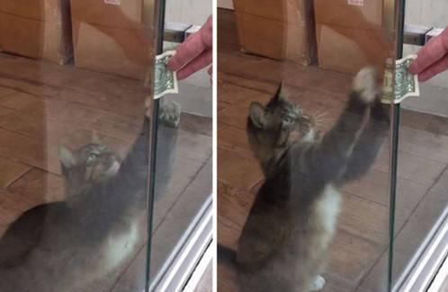 心疼|猫咪每天往门前一坐,就得到众人争相塞钱,原因让主人感动心疼