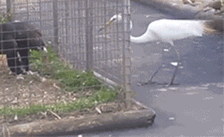 搞笑|搞笑GIF:喵星人:主人,你是不是傻?再挖我就被埋了