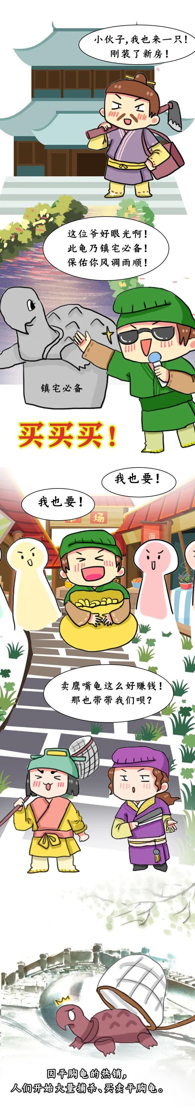 触犯|萌妞普法︱买龟?卖龟?触犯法律,铁定要亏!