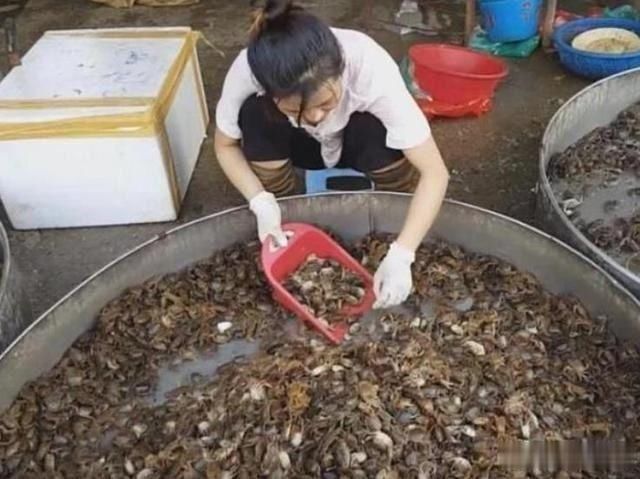 女孩|农村女孩卖“生螃蟹”8元一盘，每天能卖500盘，顾客都说好吃