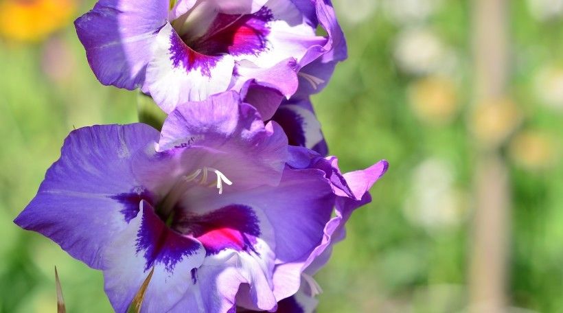  生肖兔|下半年，事业有贵人，爱情有桃花，财源广阔的4大生肖