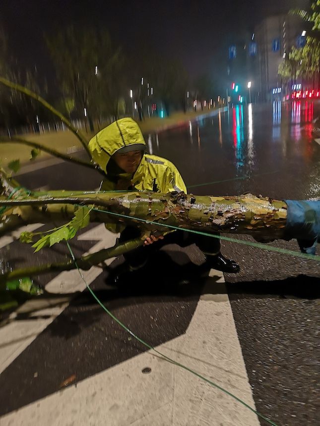 民警|奉贤道旁树被风刮到马路上，民警迅速出警搬离