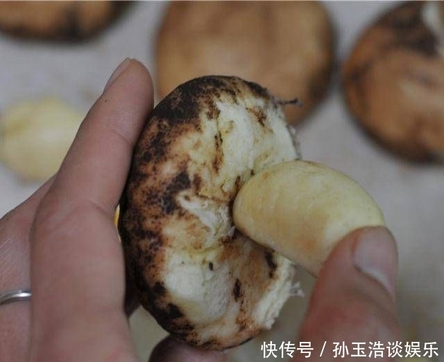  面团|玉米汁蘑菇面包，逼真，甜软上瘾