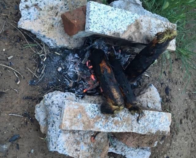  玉米地|东明老家玉米地里看到的一幕，令人......