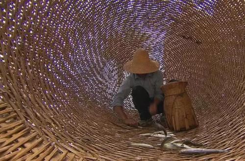 『如今』外形酷似白条鱼,价格却贵30倍,曾经一度绝迹,如今重回餐桌