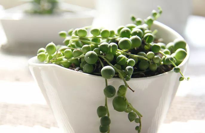 美爆|这种多肉吊起来养,所谓像一串串葡萄一样,美爆了