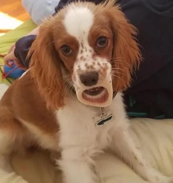 图片|22张图片记录狗狗的日常:第一次吃到了柠檬的狗子