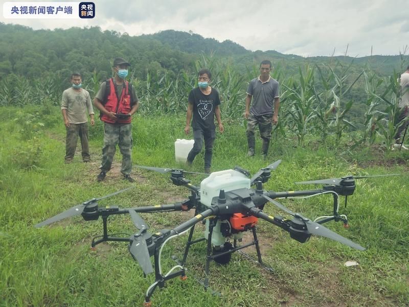 天无|云南黄脊竹蝗发生面积逾15万亩 连续8天无境外迁飞 产卵期或增大防控压力