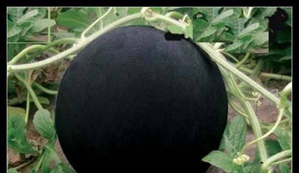 世上|世上最奇葩的西瓜,第1种吃不饱,第2种太美了,第3种太贵了