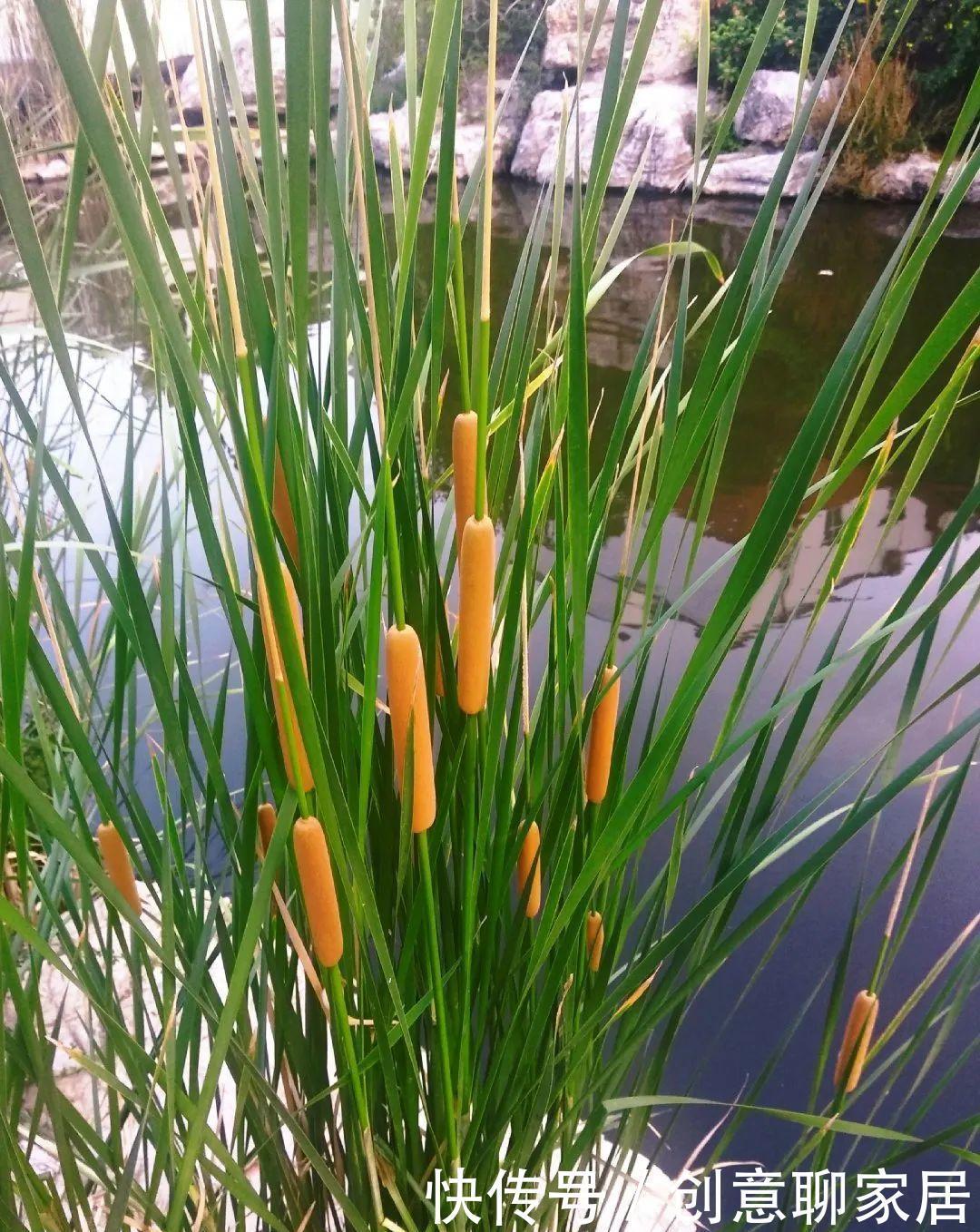  绿萝|绿萝还好养的花，整盆丢水里，泡3天也不会死！