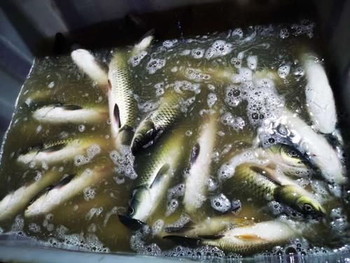 排队|昆明排队三十年老店,15张桌子,“镇店之宝”每天卖半吨