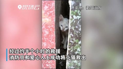 被困|小猫被困两墙中间 消防员暖心智救