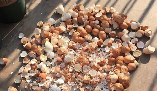 营养物质|鸡蛋壳没用、要扔掉?洗洗、晒晒、磨碎,养花'高钙肥'有了