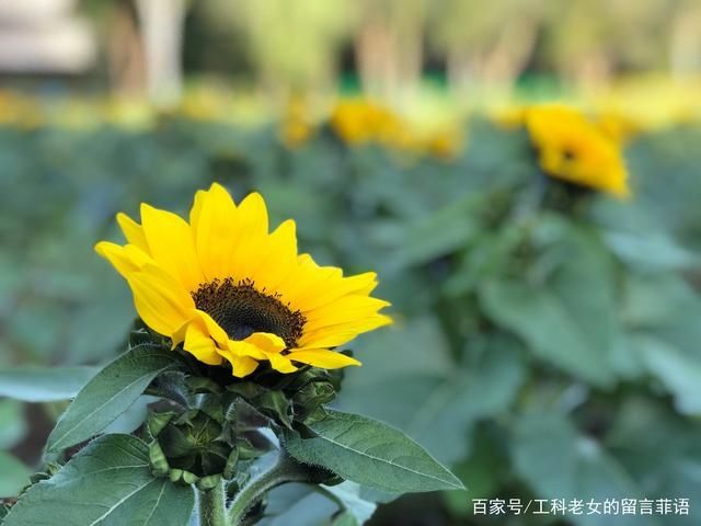 葵花|沈阳花讯通知：朵朵葵花向阳开