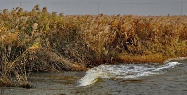  造纸|世界最大芦苇荡在中国，面积长度超百公里，可造纸可观赏