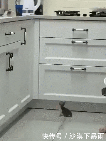 养猫|养猫，是本世纪最大的诈骗！