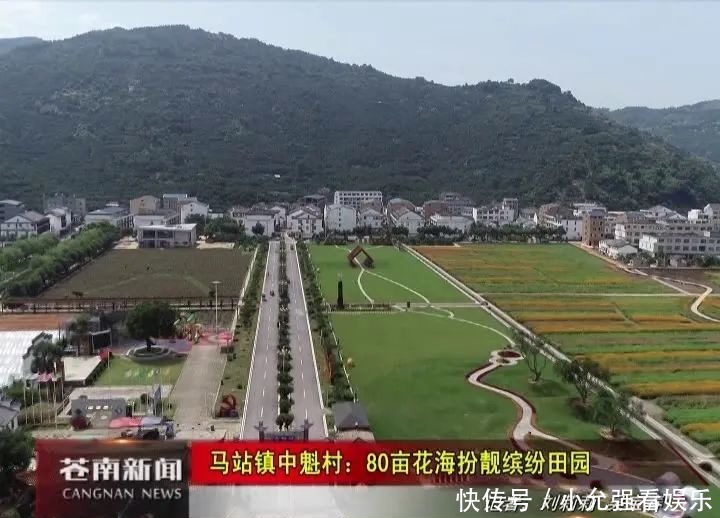  花海|苍南这个村藏着80亩花海，太美了！