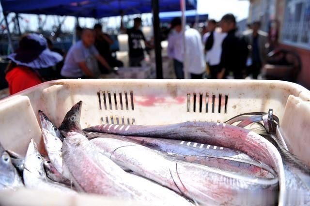 开海|开海后大渔船回来 海鲜堆满码头 价格比禁渔期便宜不少