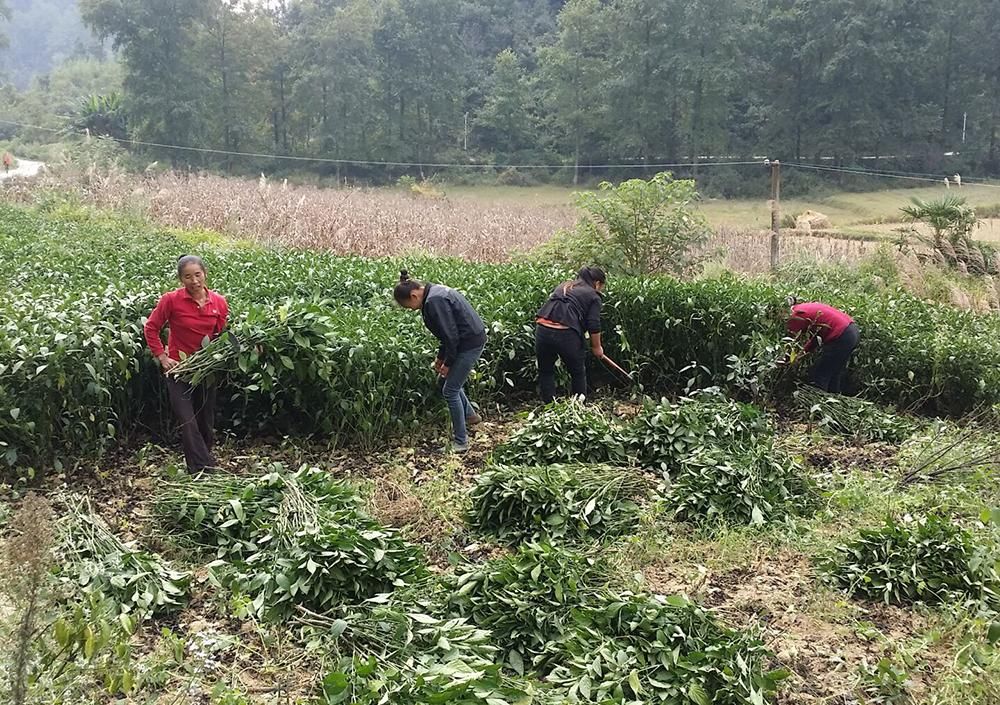 国民|17年前炒成“国民神药”，一斤上百元，农民种植了却不赚钱