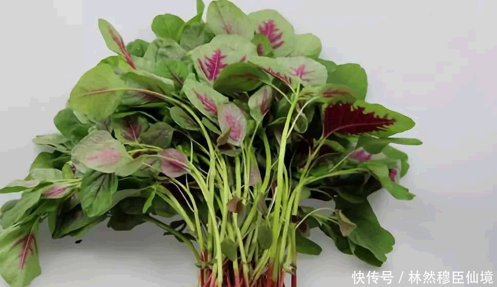  菠菜|这种蔬菜含钙量是菠菜的三倍，做饺子馅特别香