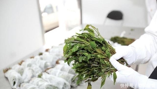 小心|新型毒品,形似苋菜,大家要小心提防