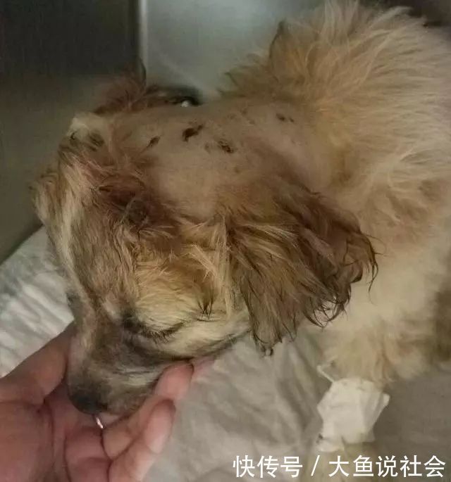 小时|11磅幼犬遭猫头鹰抓走,从空中被丢下,12小时后在球场被发现