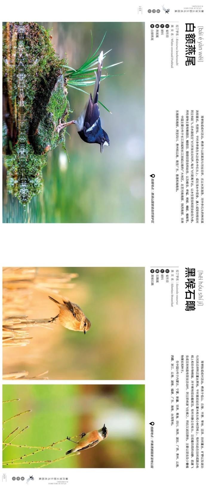 野生鸟类|艺术照曝光!肇庆竟藏有这么多野生“精灵”,很多没见过……