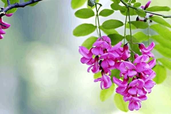  欣赏|农村里这种花可以欣赏还可以做菜来吃, 你知道是什么花吗?