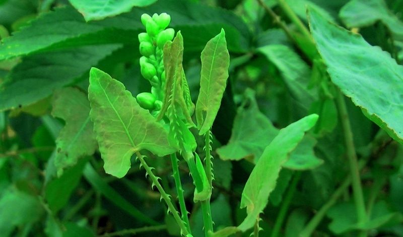  零食|俗称“蛇倒退”，身上长满倒刺，蛇见到就跑，农村娃却当零食吃