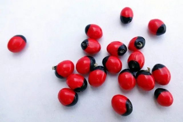  鸡母珠种子|一颗要命，“相思”有毒！男子半夜误喝十几颗，然后……