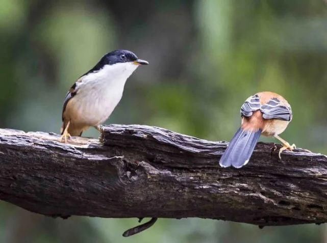  中国|高黎贡山 | 中国五星级观鸟胜地，你知道吗？