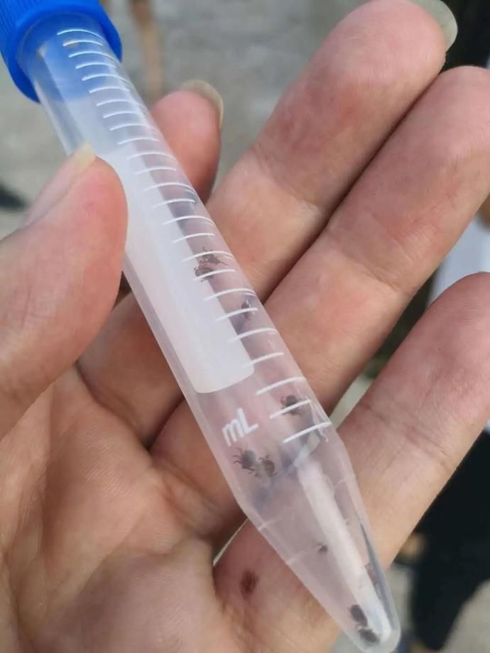  市疾控中心|高发期！野外活动千万要小心这种虫子！