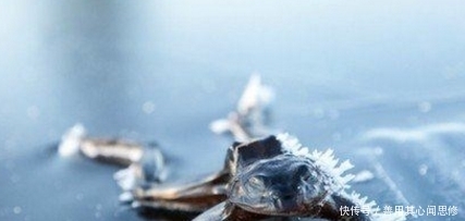 纳维亚半岛|奇闻!被冻死的动物竟有这个!