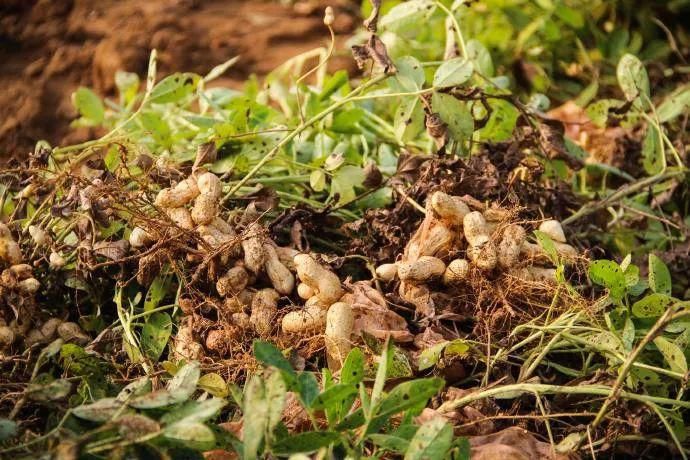  营养|这4种食物发芽后，不仅没“毒”，营养反而更高，爱吃的人真有福