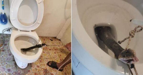  泰国|泰国男子上厕所,马桶突然窜出张嘴毒蛇！搏斗照令网友寒颤