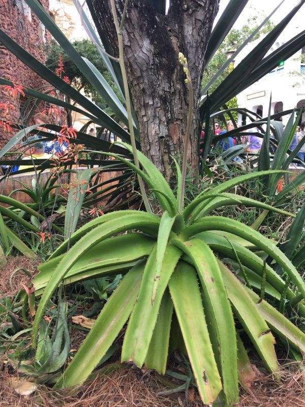 从头到脚|菠萝是个“宝”,从头到脚全有用,扔掉就是浪费