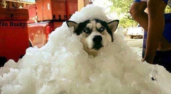  哈士奇|“怕热”的6种狗狗，你家在其中吗？