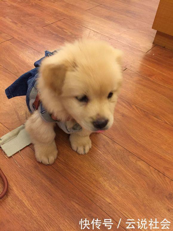  看起来|停车场流浪狗抱着女孩的腿不松开，把它抱回家后小家伙重获新生